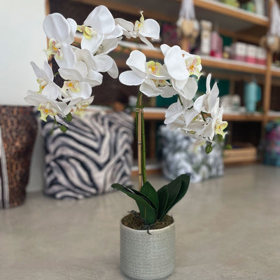 Silk Phalaenopsis Orchid – WHITE