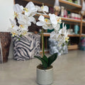 Silk Phalaenopsis Orchid – WHITE
