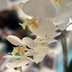 Silk Phalaenopsis Orchid – WHITE – view 2