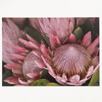 Disposable Placemats – King Proteas – view 4