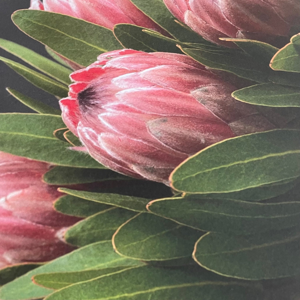 Disposable Placemats – Protea Bouquet – view 2