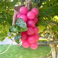 BUNCH-a-SOAP – PUNCHY PINK