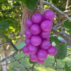 BUNCH-a-SOAP – LUSCIOUS LILAC – view 2